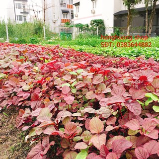 Hạt giống rau dền đỏ