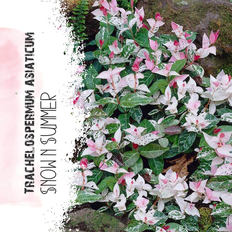 Cây giống Trachelospermum asiaticum Snow n Summer (Hoa Diệp Lạc Thạch) chậu nhựa 8cm