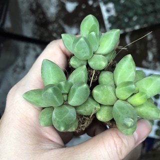 Sen đá kim cương xanh size vĩ 3-5cm - sen đá đà lạt giá rẻ