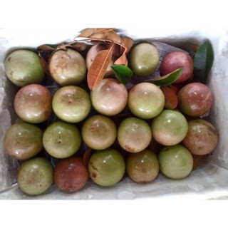 Sản phẩm CÂY GIỐNG Vú sữa Lò Rèn QUẢ SỚM CAM KẾT GIỐNG CHUẨN F1 + Tặng (0,3kg) phân hữu cơ cao cấp