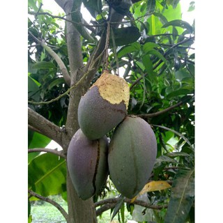 Xoài Đài Loan. 1kg.