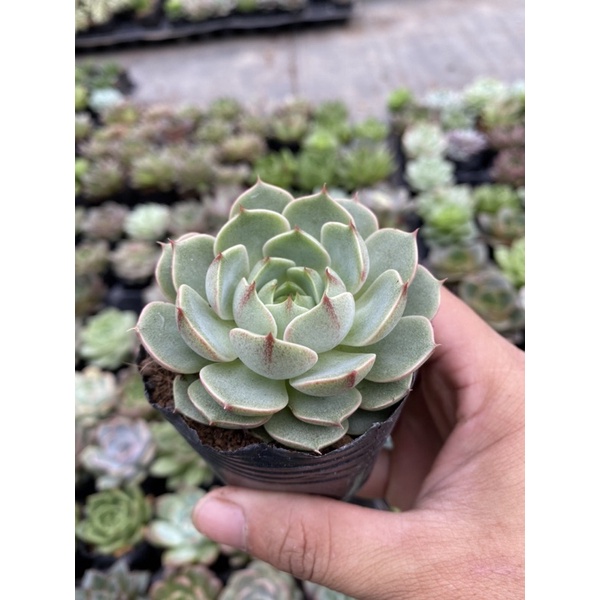 Sen đá Vân Mai 🌵🌵