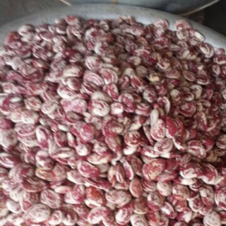 Đậu ngự nhà trồng 1 kg