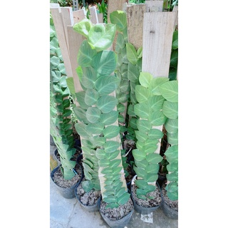 Cây thằn lằn cao 70cm