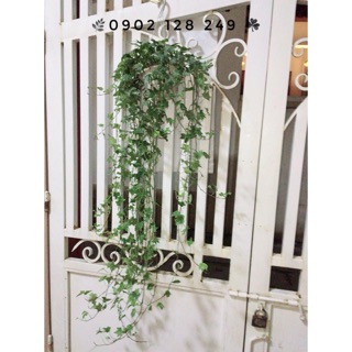 Cây nguyệt quế- thường xuân chậu treo size dài