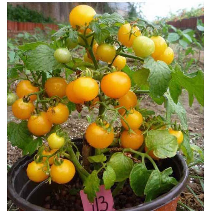 HẠT GIỐNG CÀ CHUA BI LÙN F1 QUẢ VÀNG - GÓI 0,1 GRAM