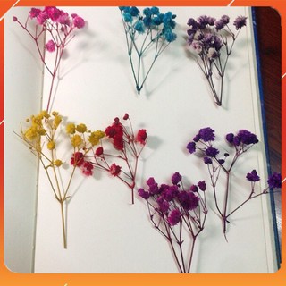 Cành hoa baby khô-dùng ép sổ, trang trí thiệp, quà tặng, decor...