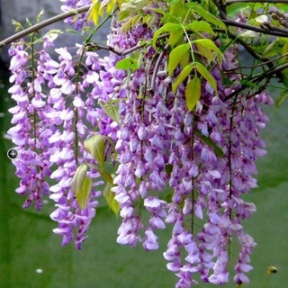 Hạt Giống Hoa Tử Đằng