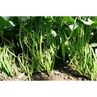 Hạt giống đậu Cove hạt trắng dạng bụi - gói 20 gram