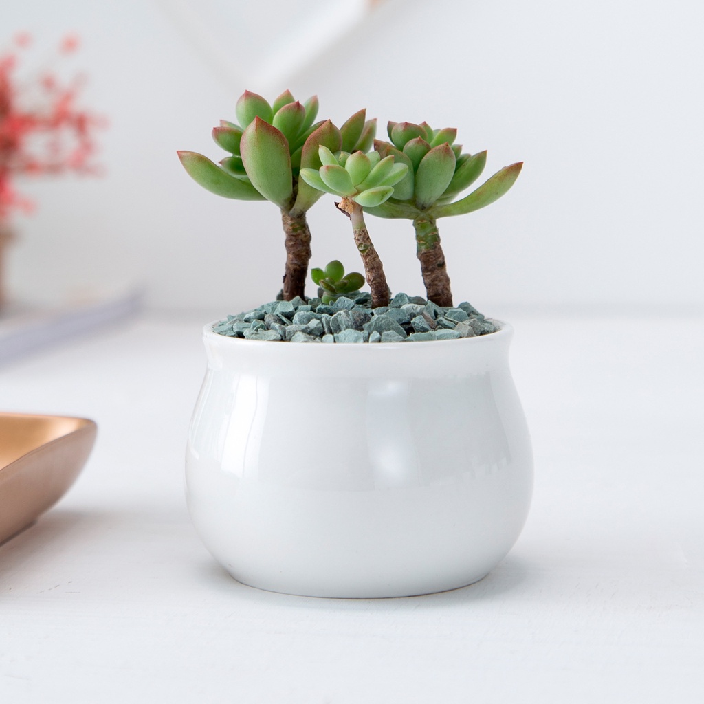 [6.5cmx7cmx5cm Tròn] Chậu trồng cây cảnh - Sen Đá - Xương Rồng - Hoa nhỏ (không bao gồm hoa)