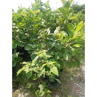 Cây ổi ruby đang trái cao hơn 1m
