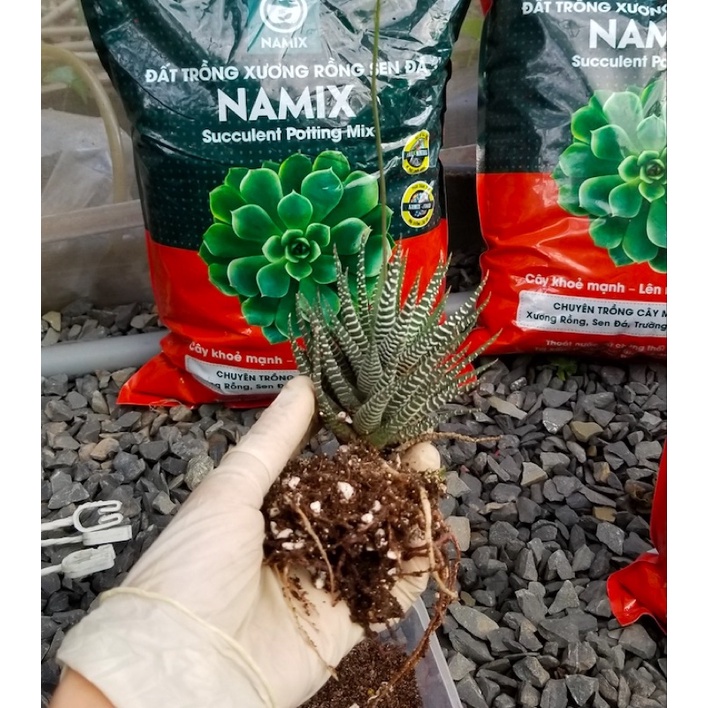 Đất Trồng Sen Đá - Xương Rồng Namix