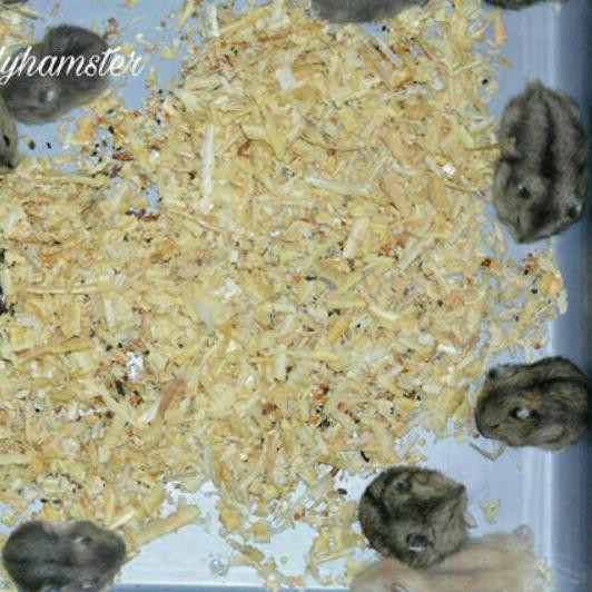 Mô Hình Chuột Hamster Trắng Xinh Xắn