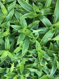 Cây lược vàng- cây giống, bầu đất