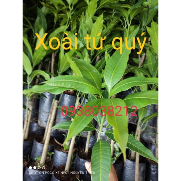 CÂY XOÀI TỨ QUÝ