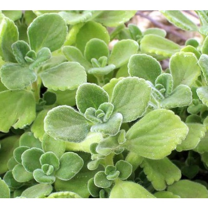Chậu cây Nhất Mạt Hương - Sen Đá Lá Thơm mùi bạc hà - Plectranthus hadiensis var tomentosa-vườn của boss
