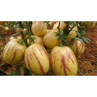Cây giống Dưa hấu nam mỹ Pepino vàng - cây ươm bầu đất
