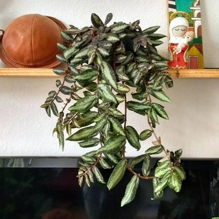 cây giống thằn lằn nhung ( sam đá Pellionia repens)