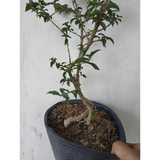 Sản phẩm combo 3 cây GIỐNG HỒNG NGỌC MAI BONSAI tặng kèm PHÂN SIÊU LÂN giúp cây sinh trưởng phát triển nhanh