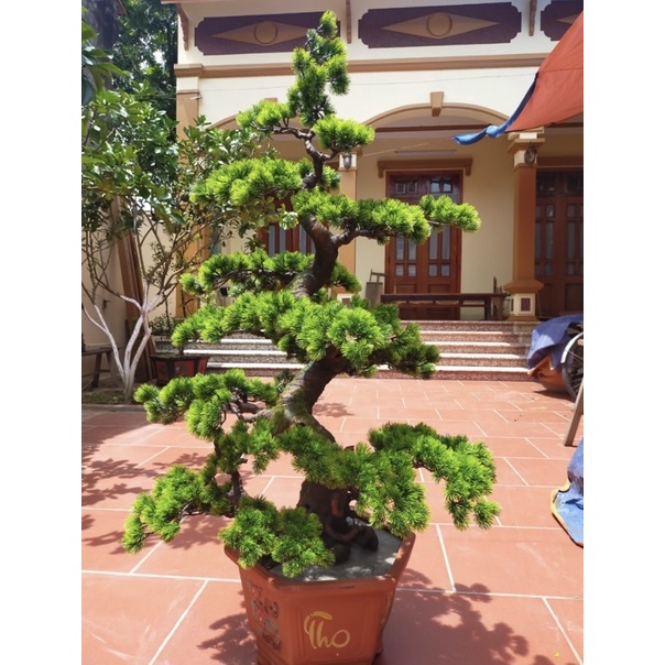 Gốc bonsai,thân cây giả dáng Mẫu tử 70-90cm làm hoa mai đào,cây tùng,phong,các loại quả