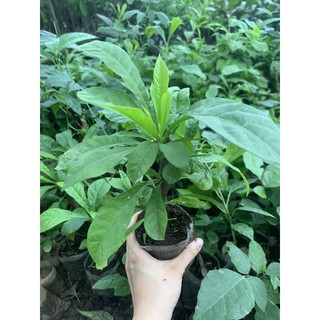Cây giống đào tiên (ảnh thật cây giống tại vườn)
