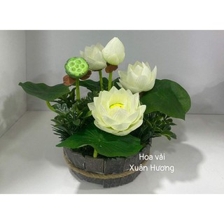 chậu hoa sen trang trí