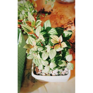 Cây Bình An - Peperomia pluteolata