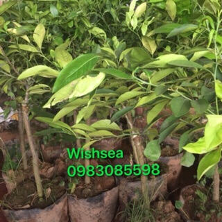 Cây chanh bốn mùa (cây to hơn loại 25k)