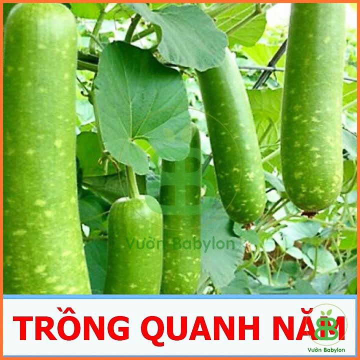 Hạt Giống Bầu Sao F1, Trái Dài 2G