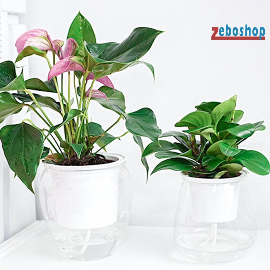 Chậu Nhựa Trồng Cây Tự Tưới Trong Suốt