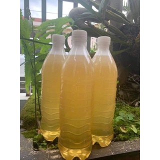 MẬT ONG TRẮNG ( MẬT HOA BALONGSONG) 1000ML