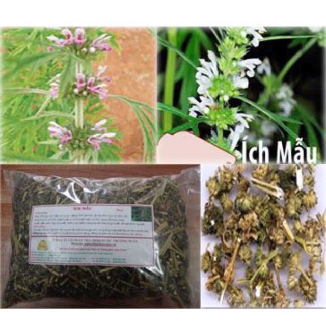 Cây HOA ÍCH MẪU
