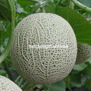 20 HẠT DƯA LƯỚI
