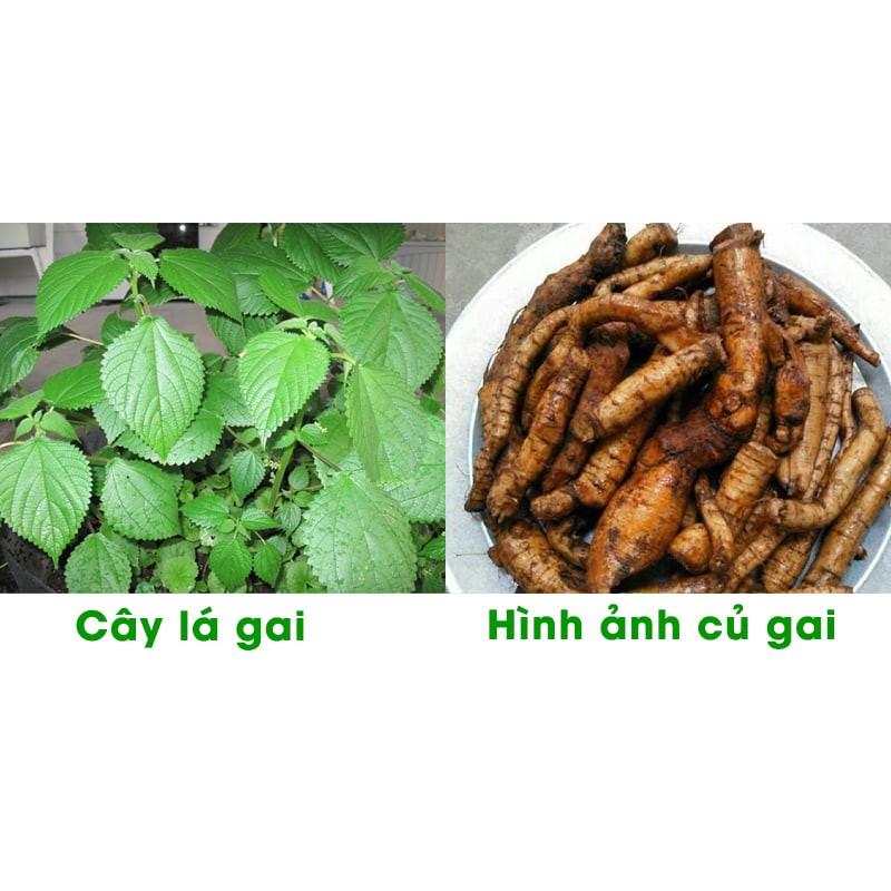1kg Củ Gai Tươi , - An Thai ( Củ Tươi Mới Đào )