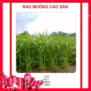 Hạt Giống Rau Muống Cao Sản 20gr
