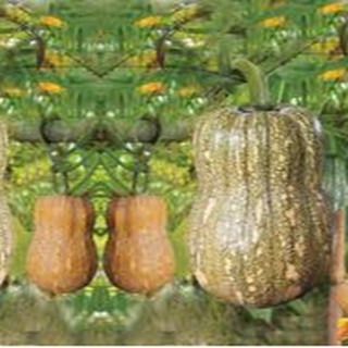 10 HẠT GIỐNG BÍ ĐỎ HẠT ĐẬU