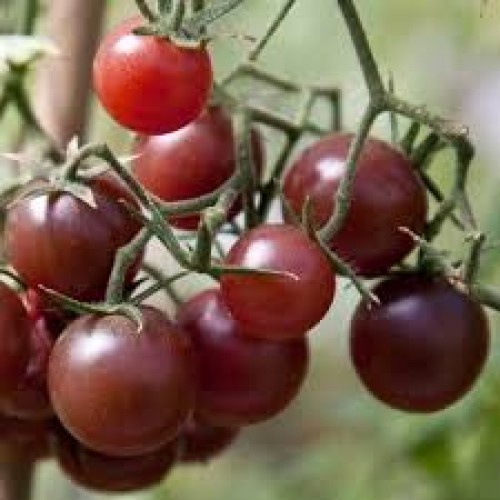 Bán buôn Hạt Giống Cà Chua Bi Socola bao đẹp
