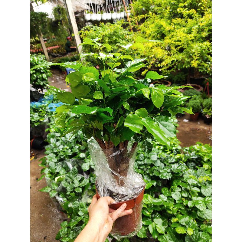 Cây hạnh phúc, cây phong thủy để bàn