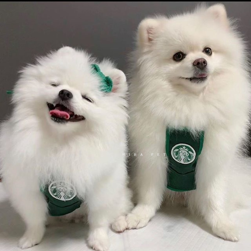 Yếm Starbucks Hàn Quốc Dễ Thương Quần Áo Cho Chó Đeo Bụng Tạp Dề Khăn Mũ Sinh Nhật Mèo.