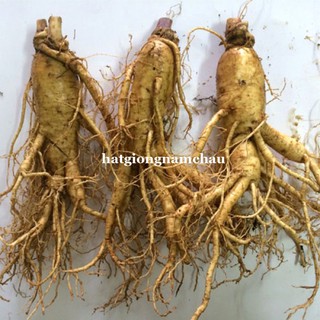 10H - HẠT GIỐNG NHÂN SÂM MỸ