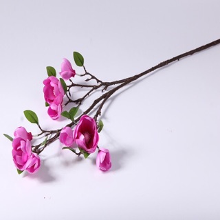 Mộc lan cành cao 80cm
