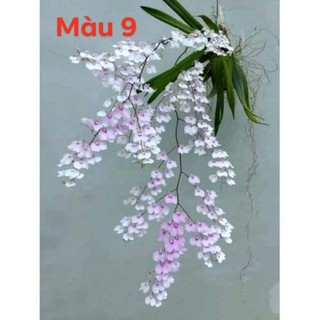 Lan vũ nữ Peru 10 cây đủ màu