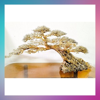Cây Bonsai dáng huyền - [ Xưởng Thủy Sinh TS Online37 ]
