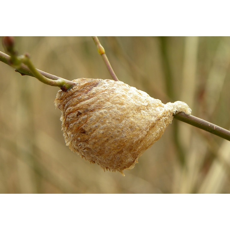 Tang Phiêu Tiêu - Tổ Bọ ngựa 100gram