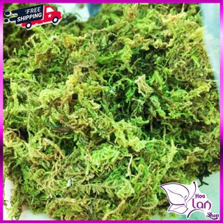 Rêu Rừng Trồng Lan ⚜️FREESHIP⚜️  Giá Thể Giữ Ẩm Tốt  1kg [ Loại Đẹp ]