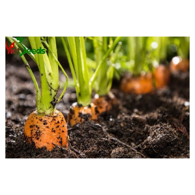 Hạt giống cà rốt dài F1 - Củ cải đỏ gói 5gr/100hạt