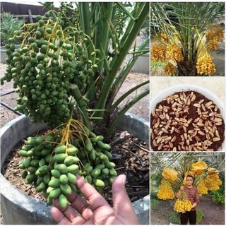 Cây Chà Là Trung Đông