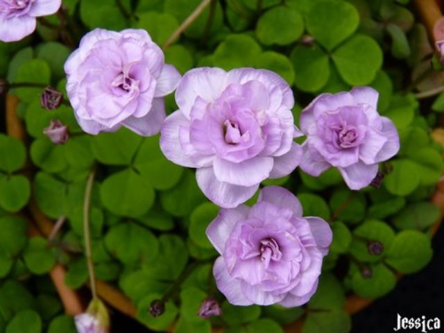 Củ hoa oxalis nidulans pom pom