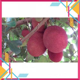 cây Cây GIỐNG MÍT DA ĐỎ... 12 tháng có trái  - Cây Giống Nhập Khẩu