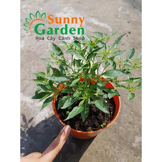 Ớt Để Bàn Mini - Cây Ăn Quả